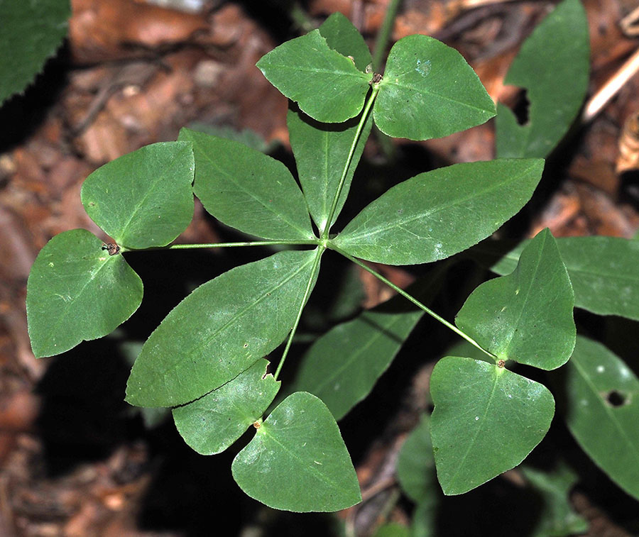 forse euphorbia carniolica dalla liguria