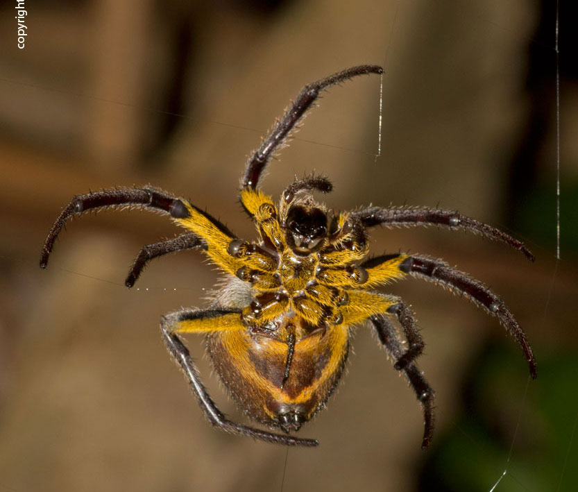 Araneus diadematus - San Giovanni Rotondo (FG)