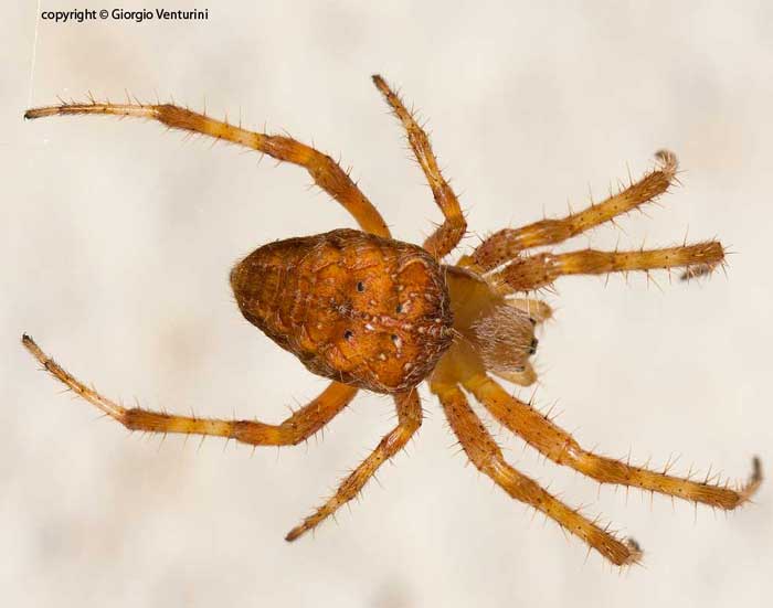 Araneus diadematus - Cantalice (RI)