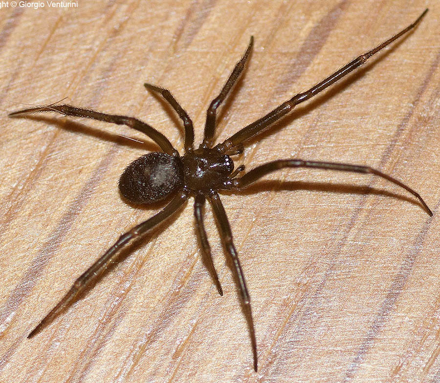 Steatoda grossa - Roma