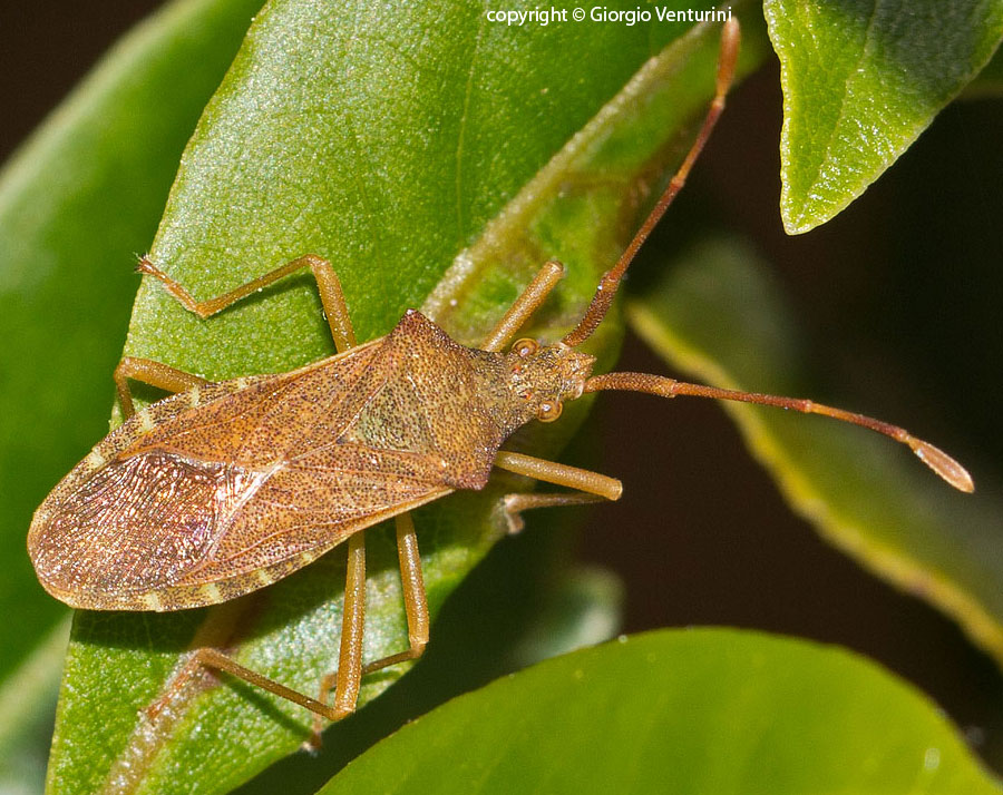 Coreidae: Gonocerus acuteangulatus da roma