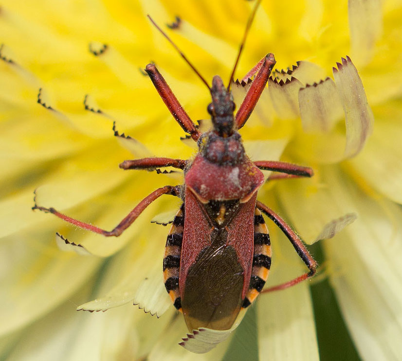 Reduviidae: Rhynocoris erythropus della Campania