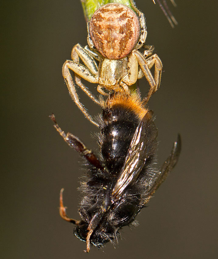 Xysticus sp. - Rezzoaglio (GE)