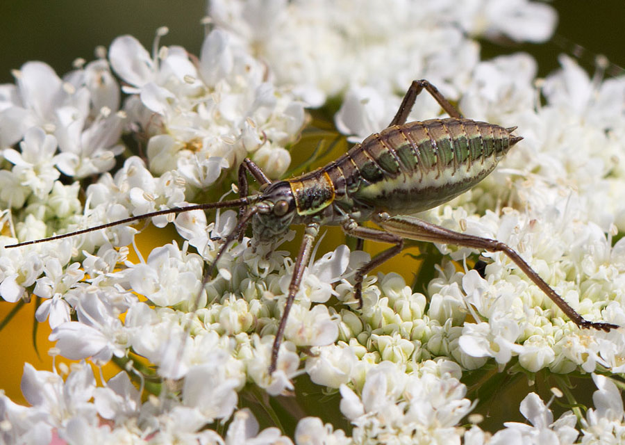 terzo ortottero dalla tolfa da identificare