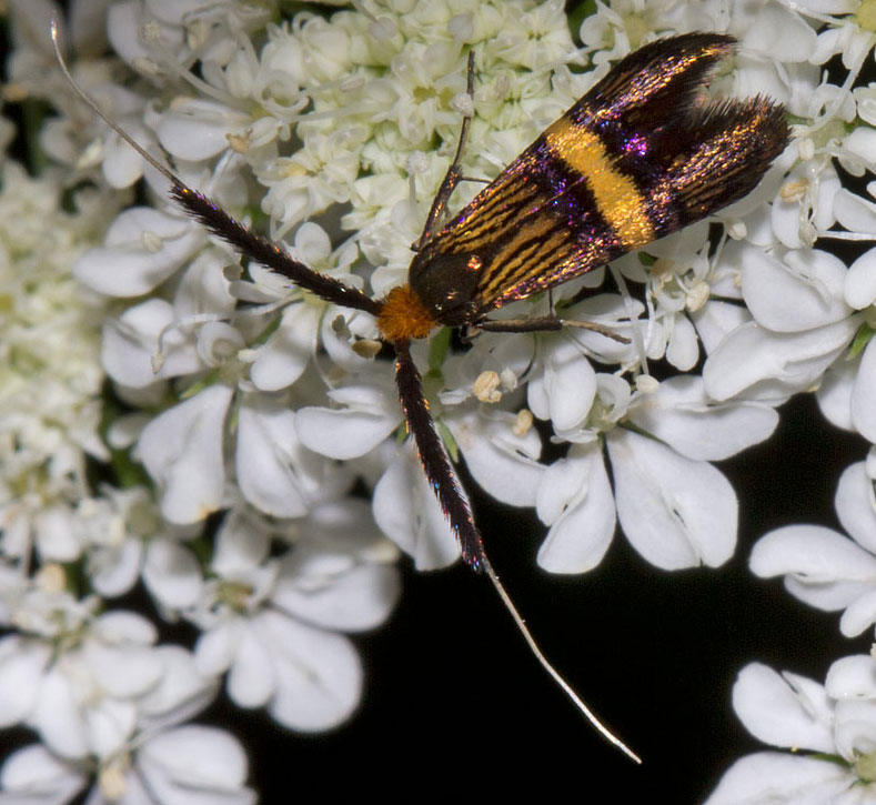 piccolo lepidottero da identificare