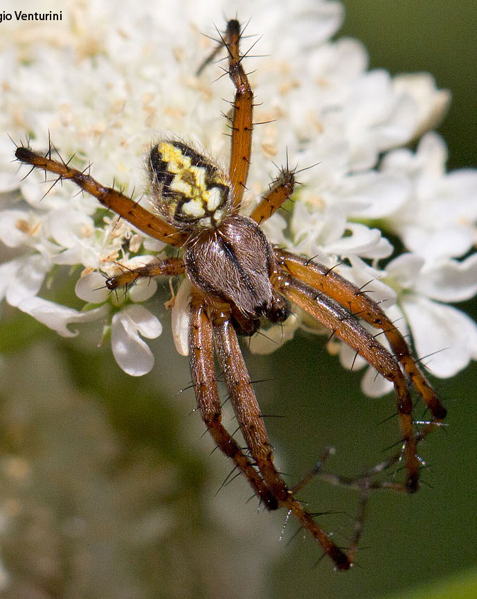 Neoscona adiantha e Aculepeira armida - Tolfa (RM)