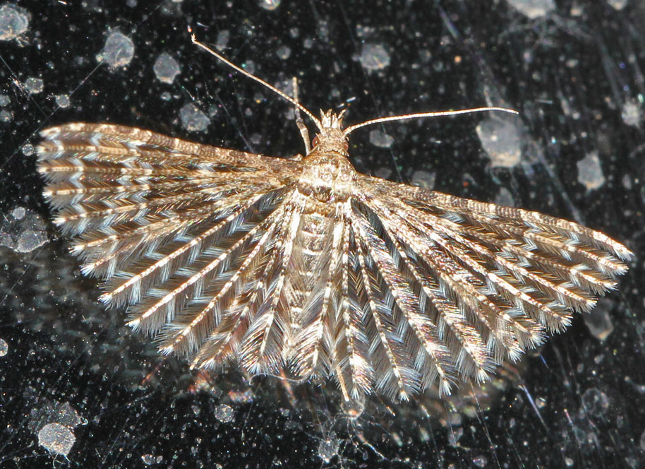 farfallina dalla Liguria - Alucita sp.