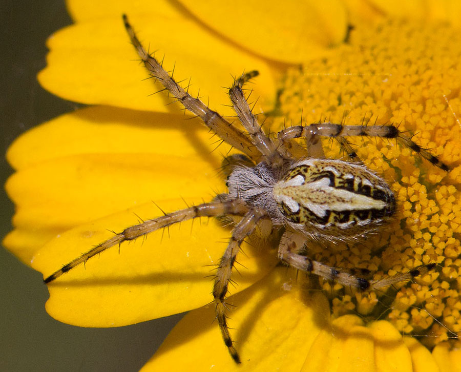 Neoscona adiantha e Aculepeira armida - Tolfa (RM)