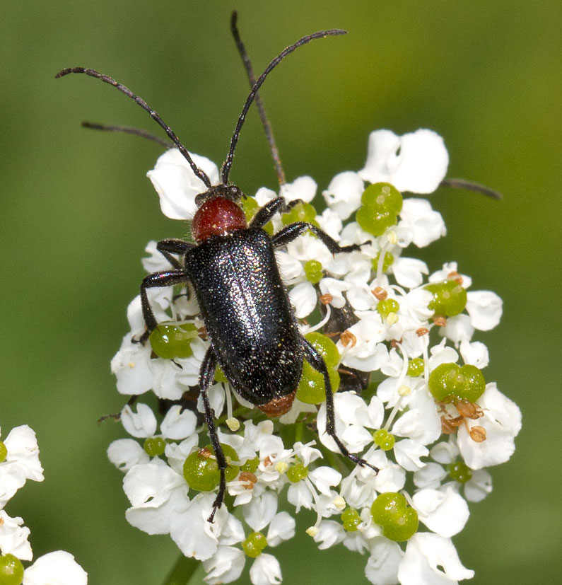 Dinoptera collaris, Cerambycidae