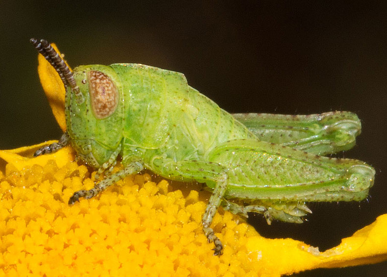 Cavallettina dalla Tolfa:  Giovanissima Anacridium aegyptium