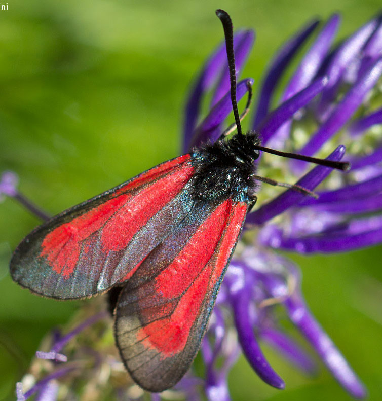 zygaena da determinare