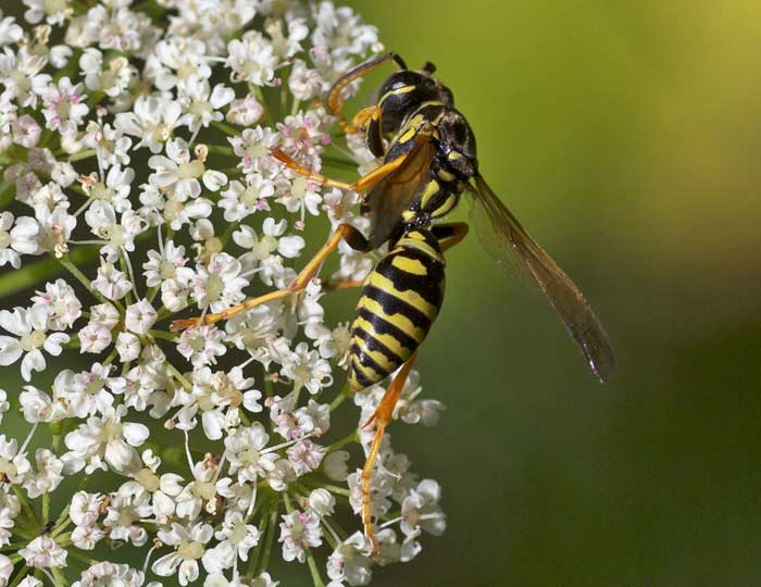 vespa dal''appennino ligure: Femmina di Polistes dominulus