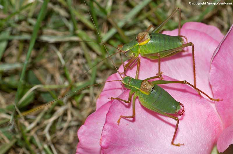 Maschi di Barbitistes alpinus dall''appennino ligure