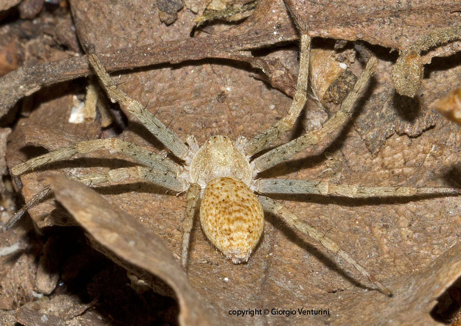 Philodromus sp. - Monte PIantangeli, Tolfa (RM)