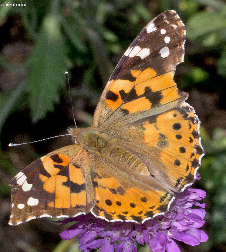 lepidottero da tolfa - Vanessa cardui