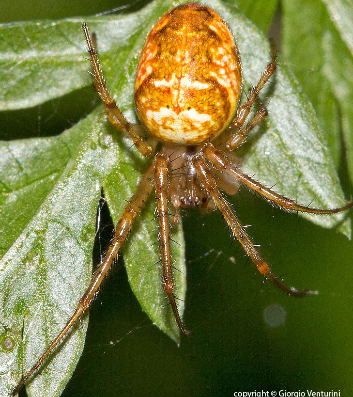 Metellina sp. - Valle di Riofuggio (Ri)