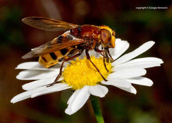 dall''appennino ligure: Volucella zonaria femmina (Syrphidae)