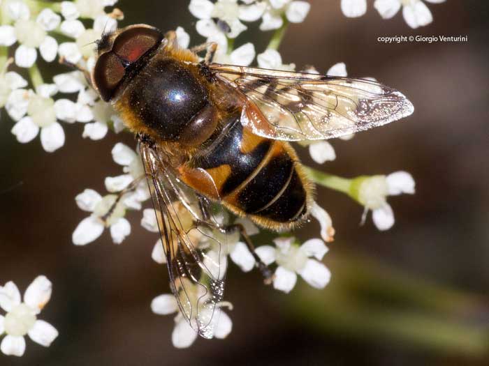 ancora dall''appennino ligure: Maschio di Eristalis sp.