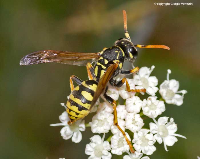 vespa dal''appennino ligure: Femmina di Polistes dominulus