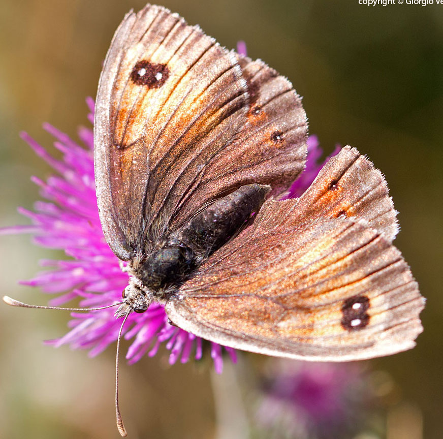  una pyronia? No, Erebia cassioides