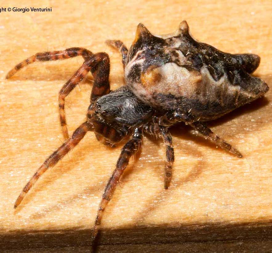 Cyrtophora citricola, Ozyptila sp. - Roma (RM)