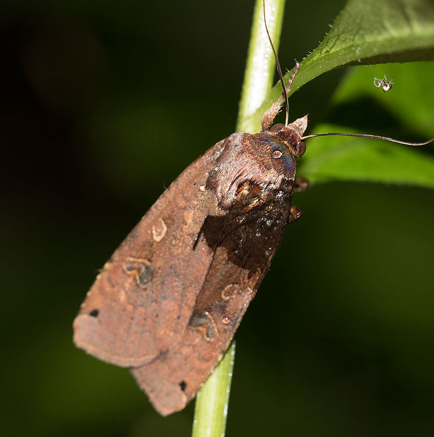 Falena da leonessa - Noctua pronuba, Noctuidae