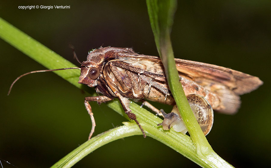 Falena da leonessa - Noctua pronuba, Noctuidae