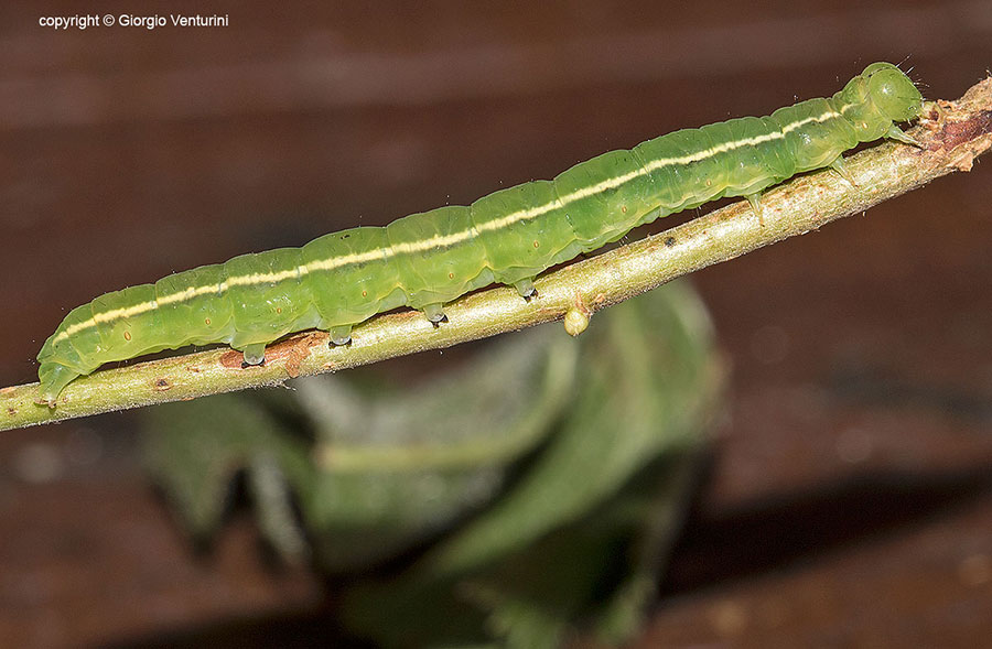 Bruco verde dall''Appennino ligure - Scoliopteryx libatrix