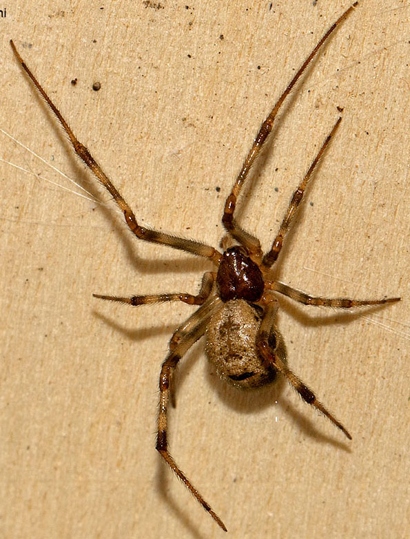 Theridiidae: cfr. Parasteatoda sp.  - Rezzoaglio (GE)