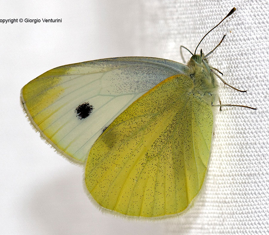 Pieris da Roma da identificare - Pieris rapae, Pieridae