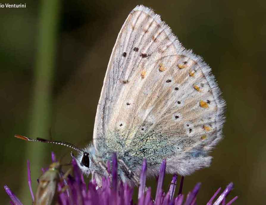 lepidottero da identificare  dal monte velino