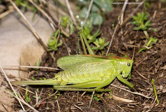 tettigonide dal monte navegna