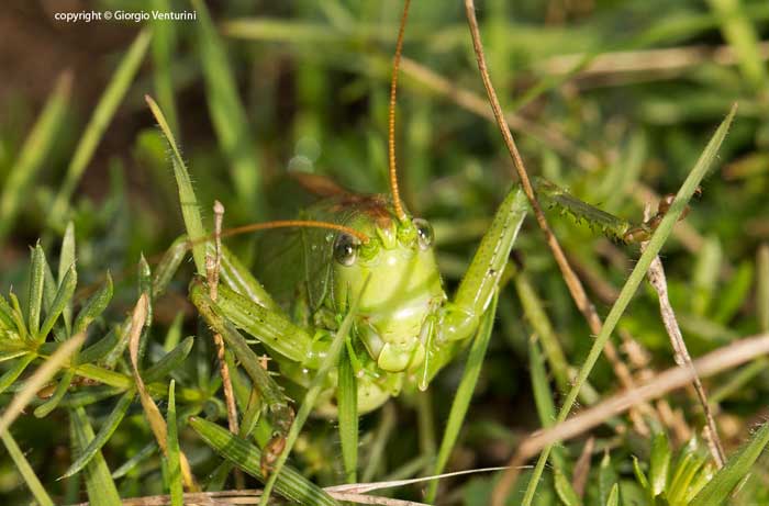 tettigonide dal monte navegna