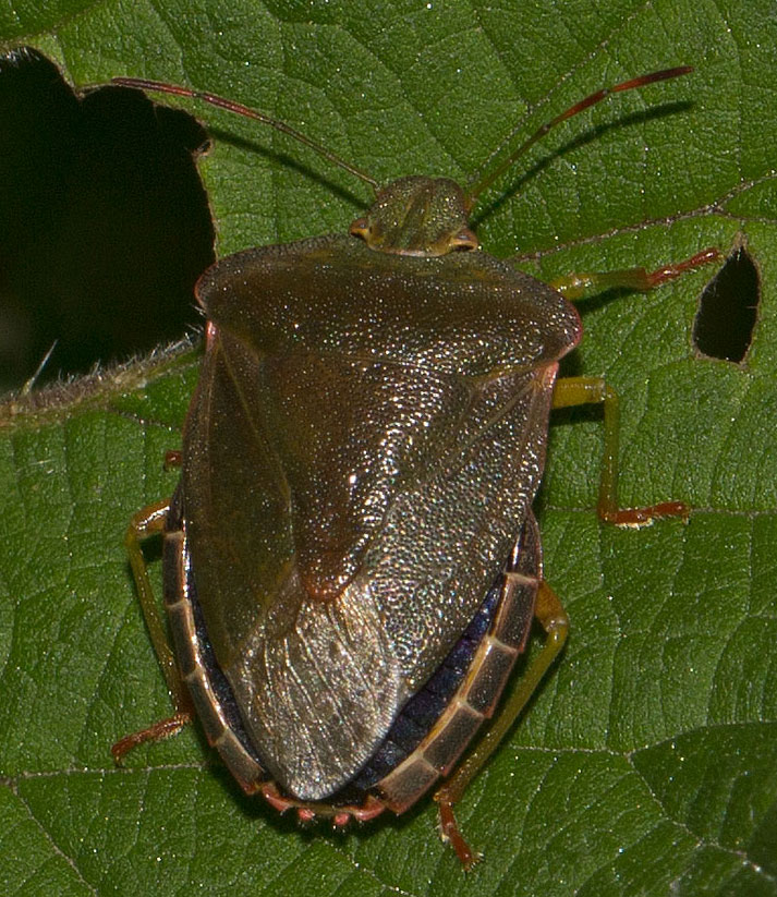 emittero da identificare dall''appennino ligure