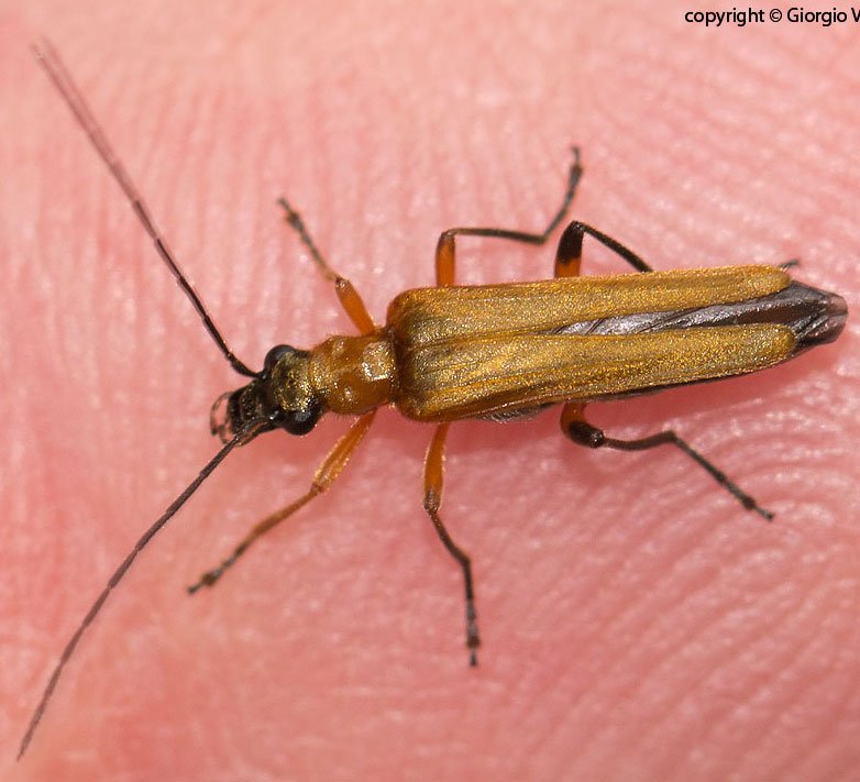 Oedemera podagrariae