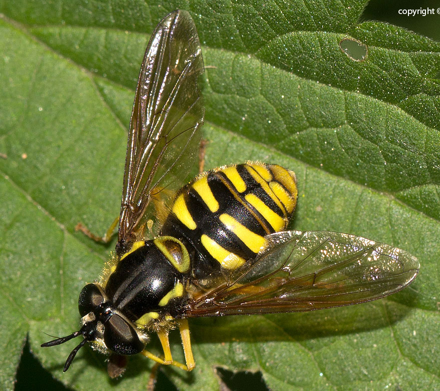 altro dittero da identificare dalla liguria