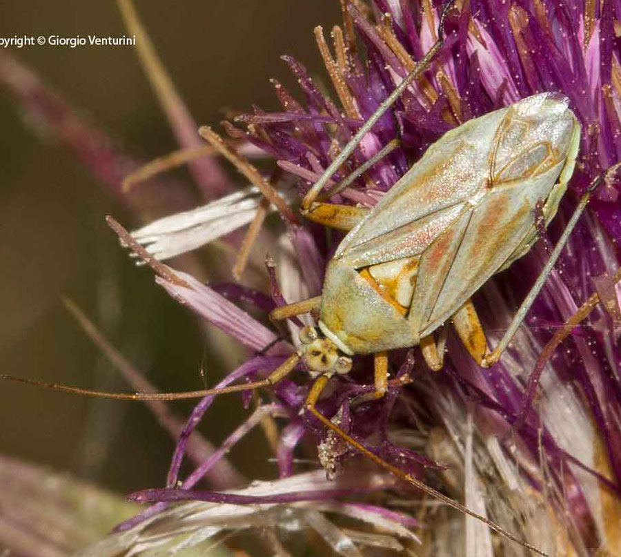 Calocoris roseomaculatus dal gruppo del velino