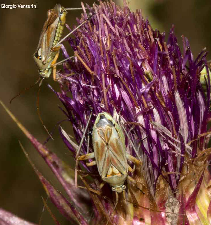 Calocoris roseomaculatus dal gruppo del velino