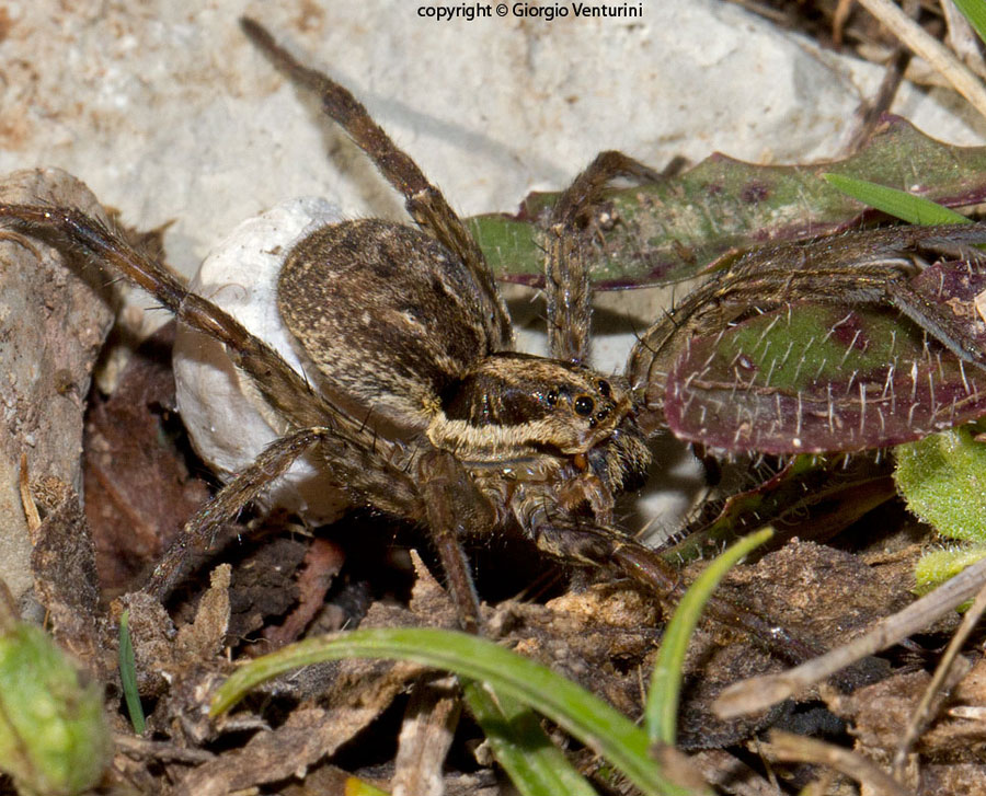 Hogna radiata - Monti Lucretili (RM)