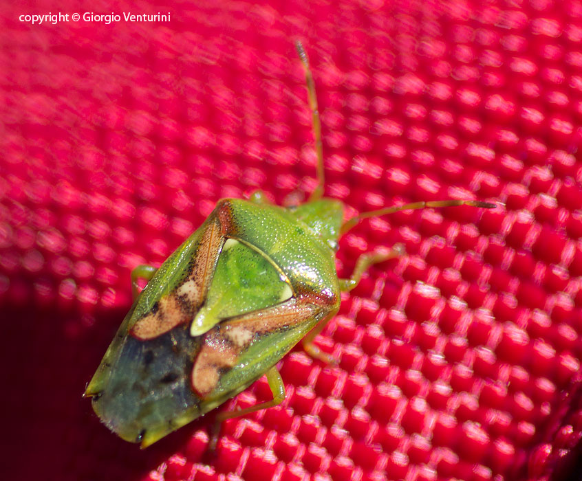 Acanthosomatidae:  Cyphostethus tristriatus della Liguria