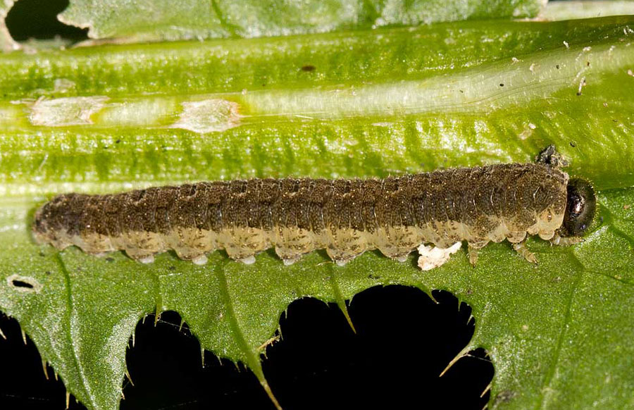 larva di imenottero