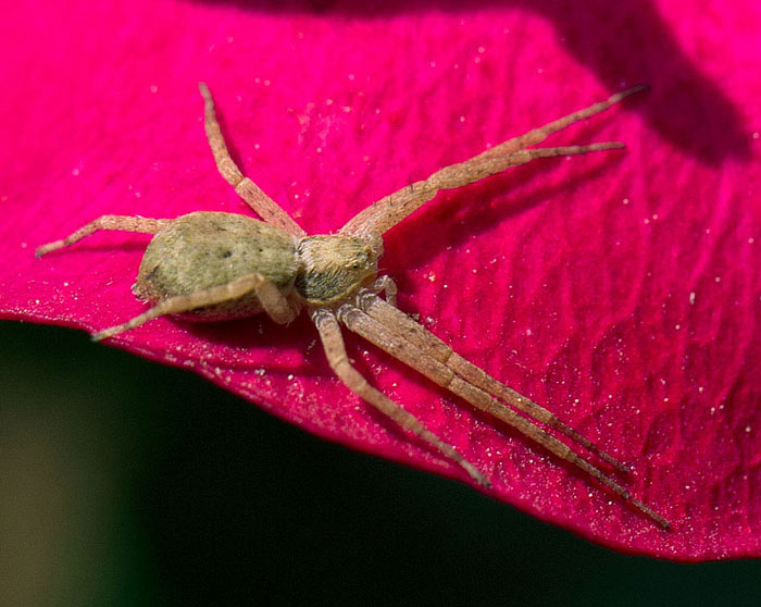 Ragno su rosa: Philodromus sp. - Roma (RM)