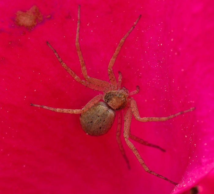 Ragno su rosa: Philodromus sp. - Roma (RM)