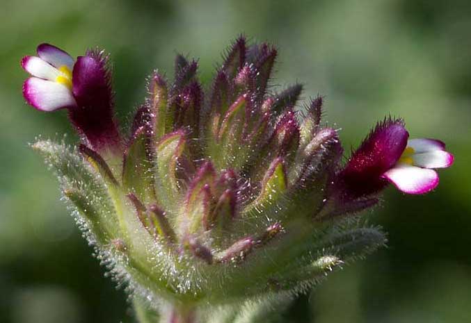 Parentucellia latifolia