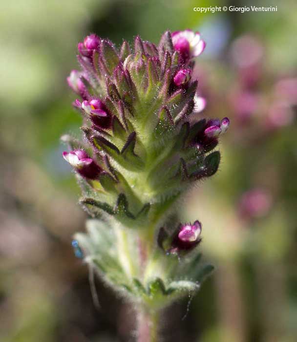 Parentucellia latifolia