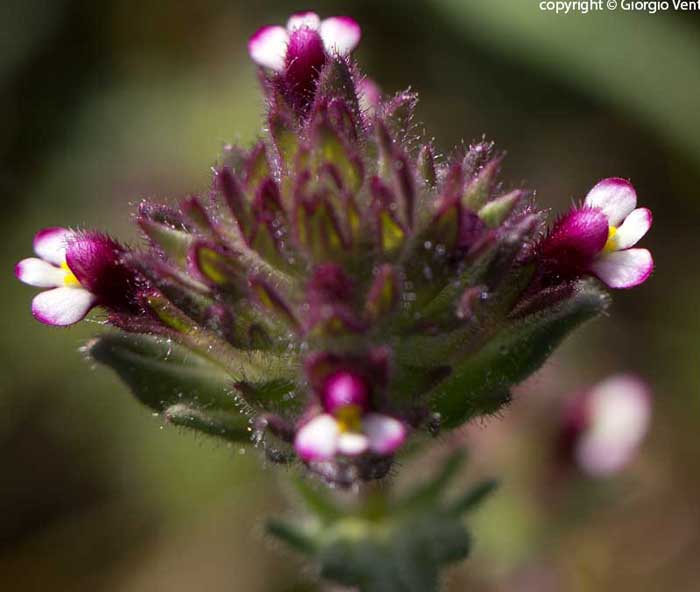 Parentucellia latifolia