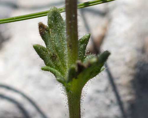 Parentucellia latifolia