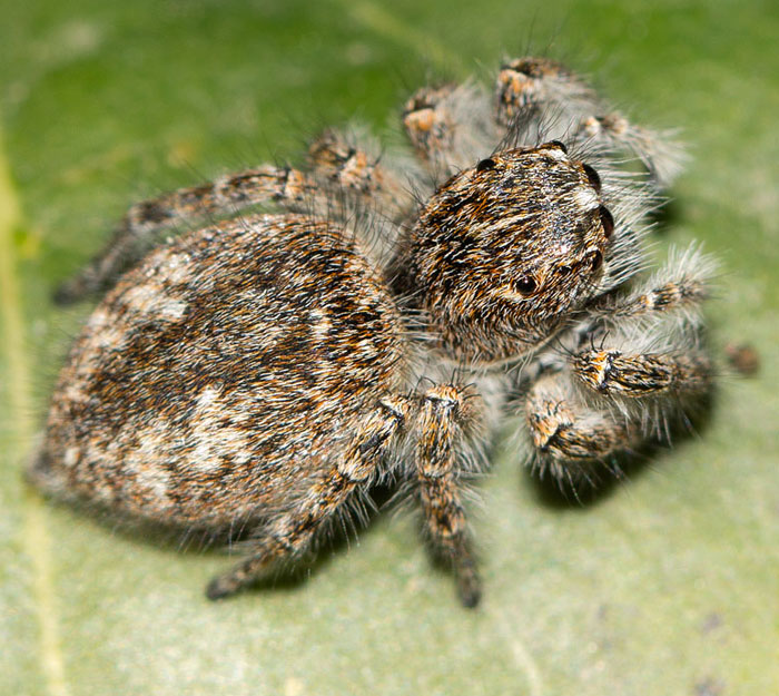 Philaeus chrysops - Roma (RM)