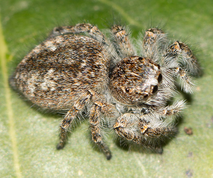 Philaeus chrysops - Roma (RM)