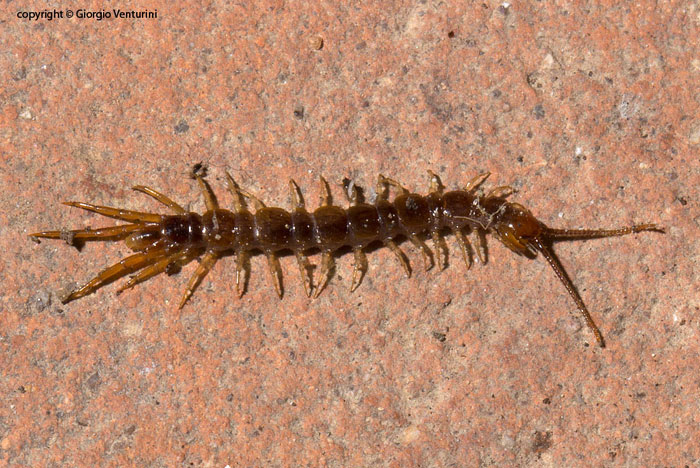 identificare centopiedi dal mio terrazzo, Lithobius?